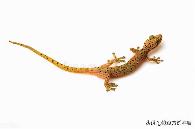 巧用动物药的精妙，可以治疗肺部肿瘤，这种动物我们常见