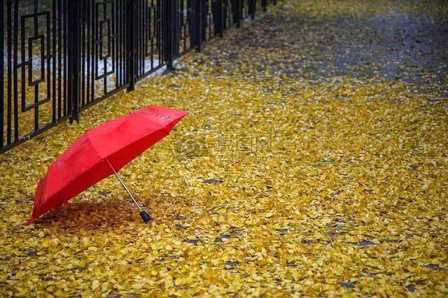 散文：秋雨