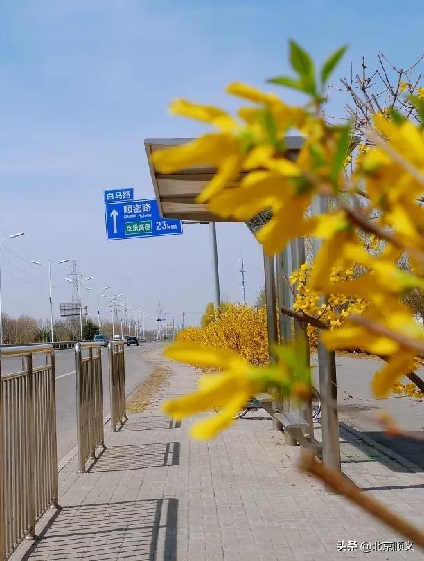 春风十里寻花路，顺义最美四月天