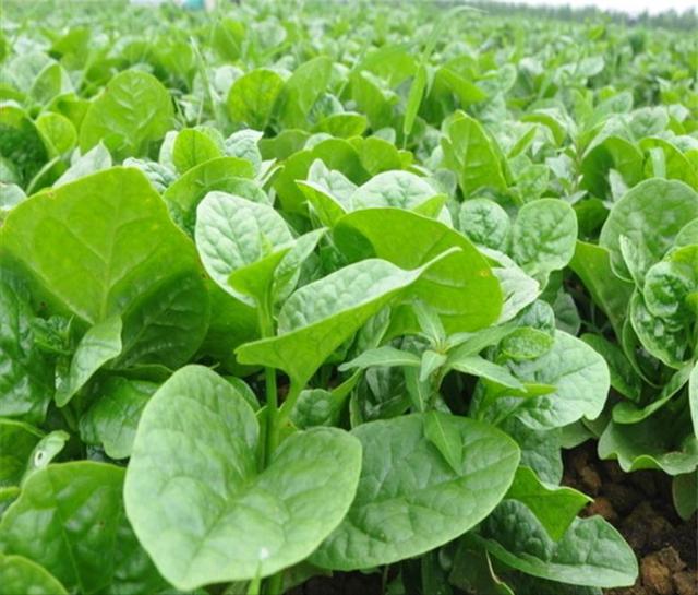 农村这8种蔬菜，也许你没当回事，多吃老人小孩能补钙，记得收藏