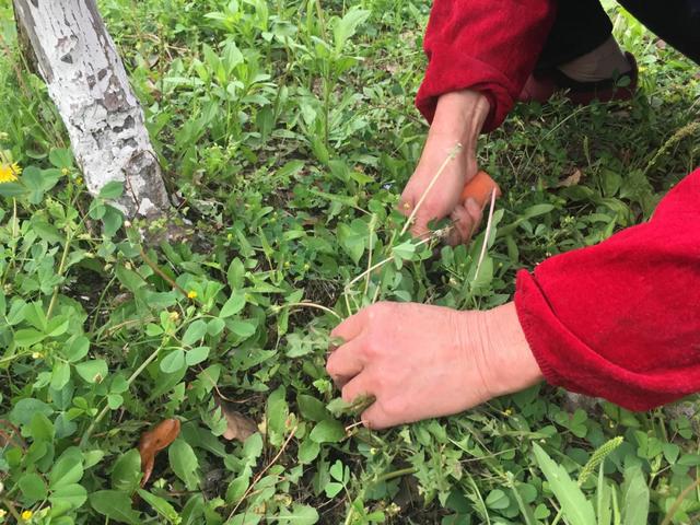 记忆深处的青草味儿 全网搜