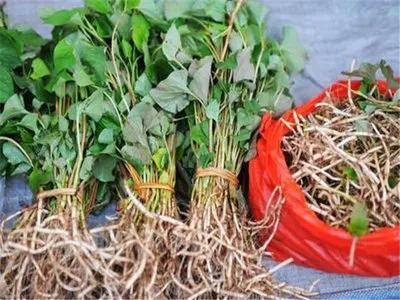 12種可食用野菜，怎麼做都好吃，再不挖點嘗嘗，就要老瞭