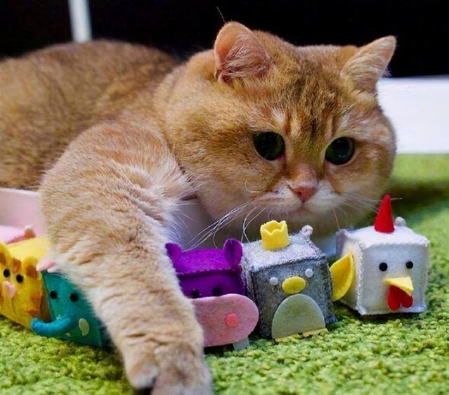 猫咪对玩具不感兴趣？试试这8种玩具，才是猫咪无法抗拒的