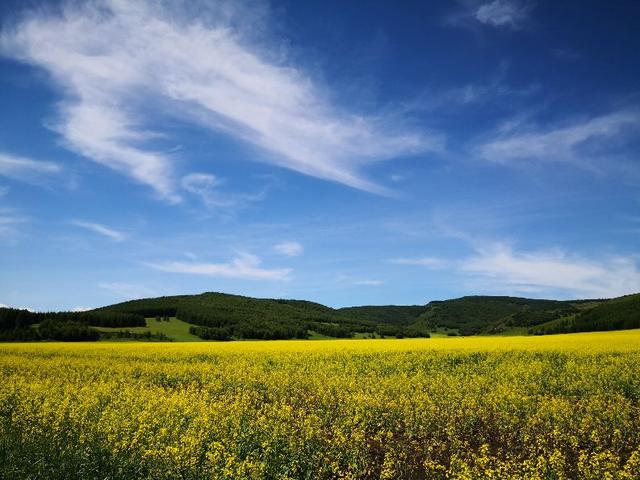 盛夏一路向北行草原篇 黑土地上的金色花海 中國熱點