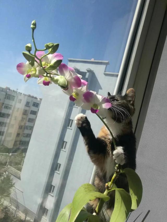 恭贺白眉正太夫妇喜添贵子