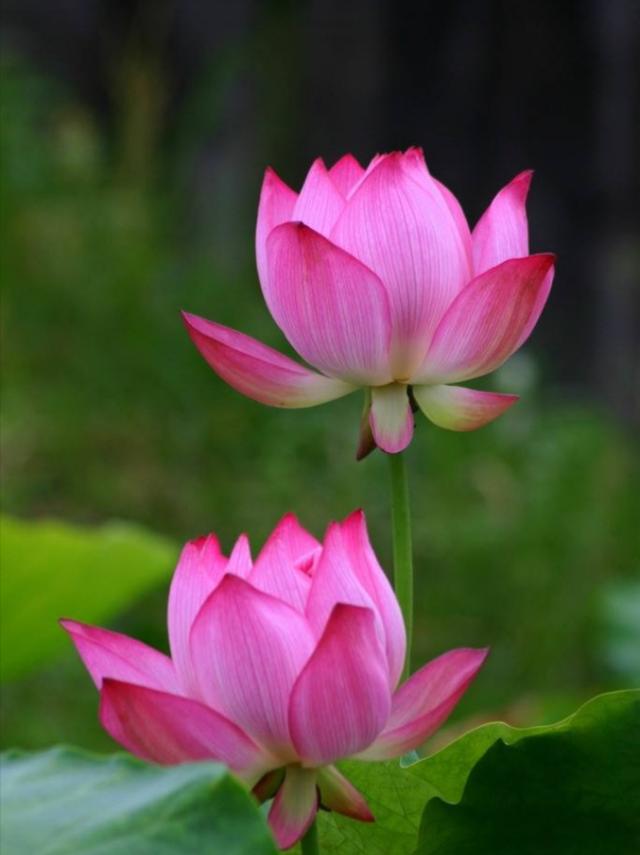 关于描写荷花的诗句6首有关荷花的唯美诗词