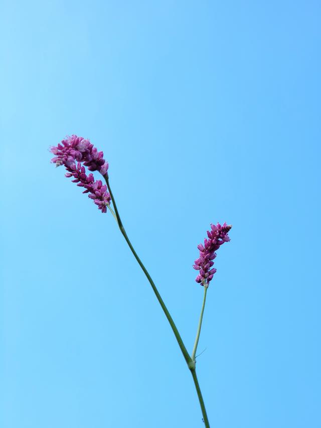 Mate 40 Pro+對比S21 Ultra新增攝影精選