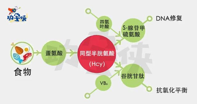 备孕期同型半胱氨酸最好的值是多少备孕期间同型半胱氨酸高多少不正常