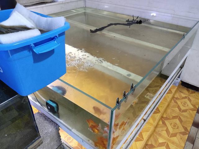 鱼缸水流呼啸着和滤棉、滤材擦肩而过，什么鱼缸水质也不会好的