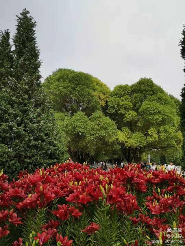 走进紫晨广场：文/李生财，图/郭翠枝