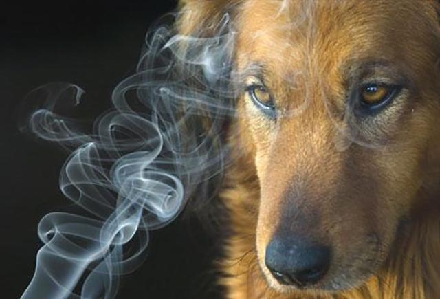狗吃烟灰了怎么办