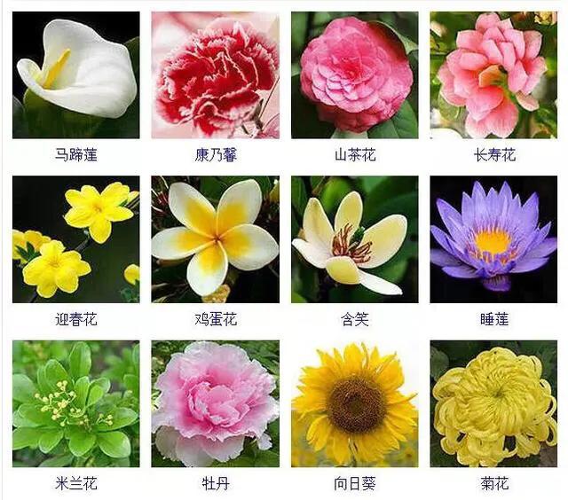 100秒识遍27种花速识课堂108种常见花卉108种美60秒秒变花草达人