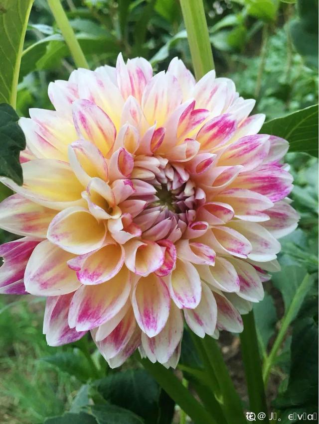 夏天开什么花有哪些30种夏天开的花