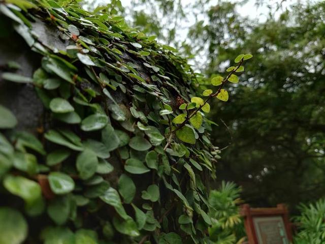 为了情怀和信仰？索尼Xperi1 III值不值得入手？看看老用户怎么说