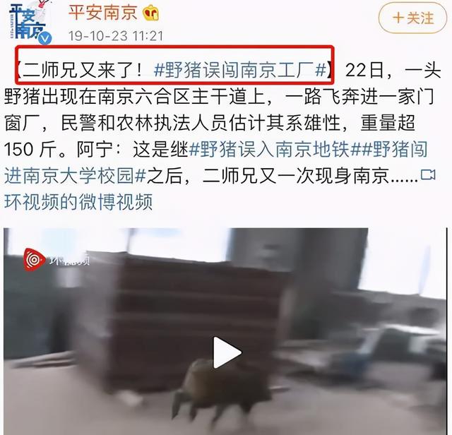 南京：3只小野猪街头溜达，野猪密度超标，为啥不让人捕野猪吃？