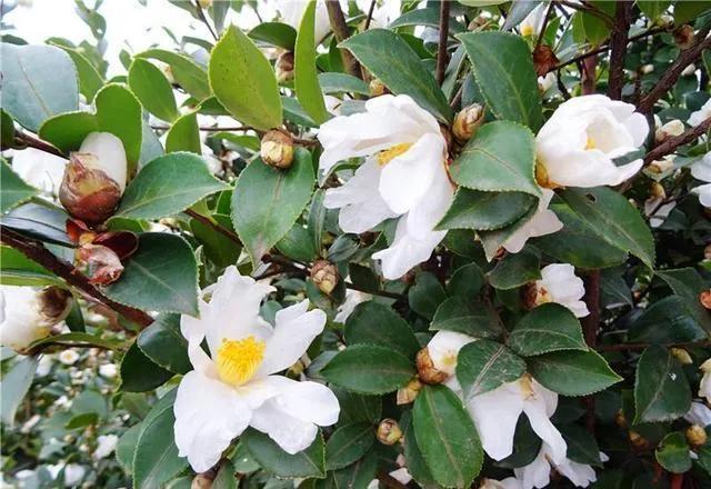 油茶种植栽培技术（油茶的种植技术要点）