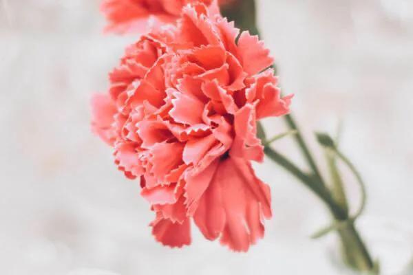 8月18 8月22日事业有成 财运旺 升职加薪 喜事飞进门的 全网搜