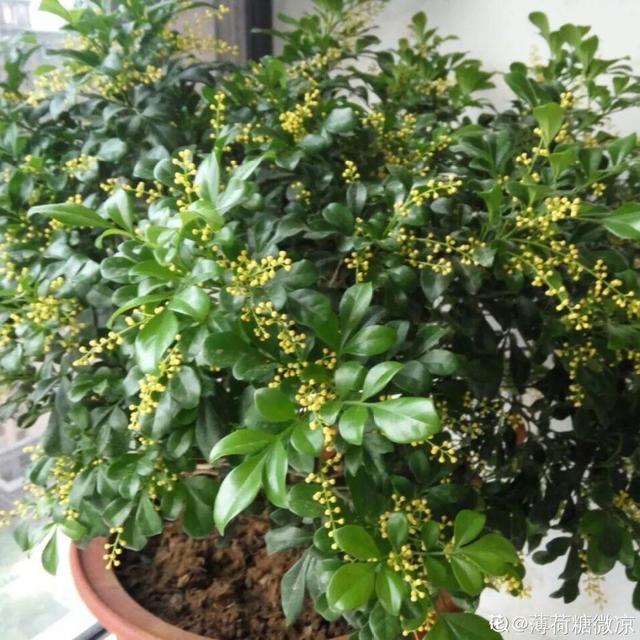 夏天开什么花有哪些（30种夏天开的花）