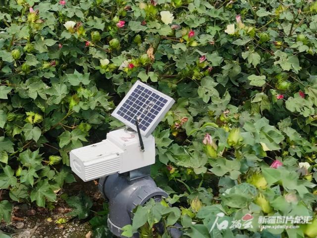 物联农业智控灌溉系统：节水省力又增产