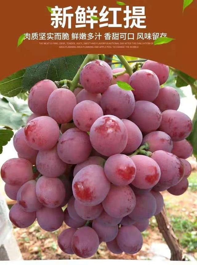 陕西红提葡萄