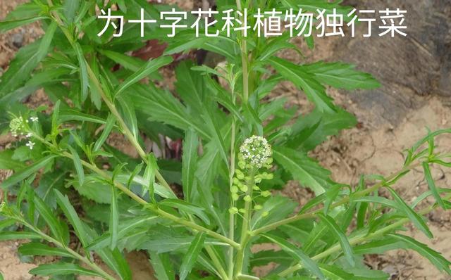 中药古今研究：葶苈子