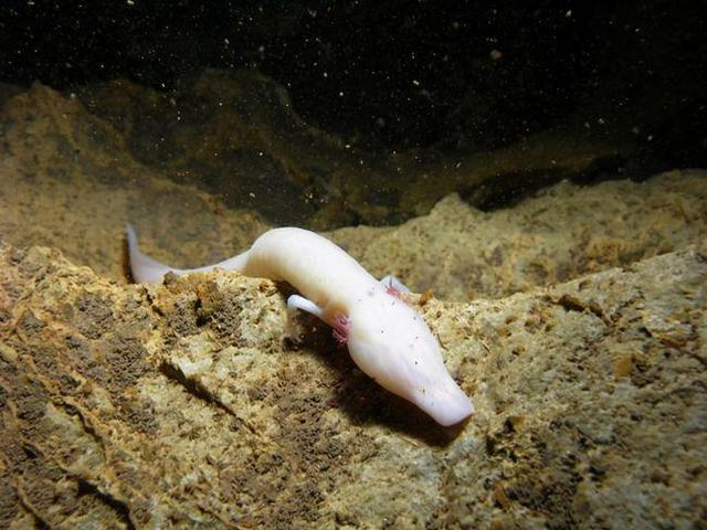 什么动物会夏眠（什么动物不需要阳光）