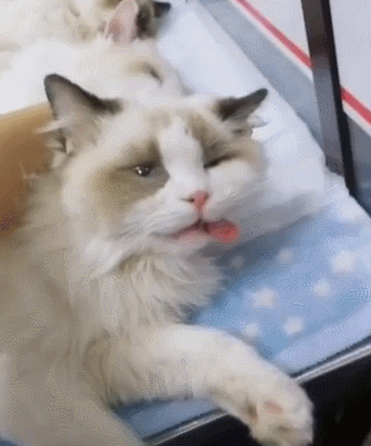 猫的寿命最长能活多少年（猫咪平均寿命只有13~15岁）