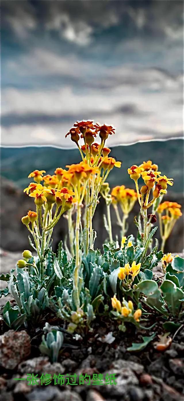 苹果手机自带修图功能的强大，你知道吗？