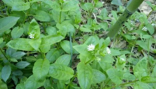 12種可食用野菜，怎麼做都好吃，再不挖點嘗嘗，就要老瞭