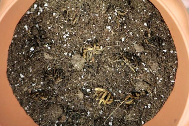 家里养的 仙女花 奶奶非说是芹菜 还薅一把想炒菜吃 太阳信息网