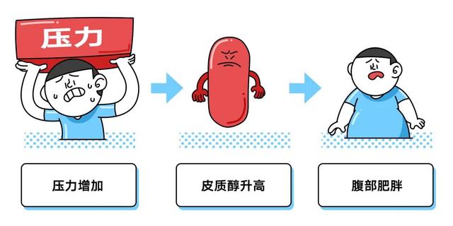 多項研究表明,肥胖(尤其是腹部肥胖)人群中,壓力激素皮質醇往往異常