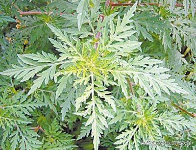 每日一中药——茵陈