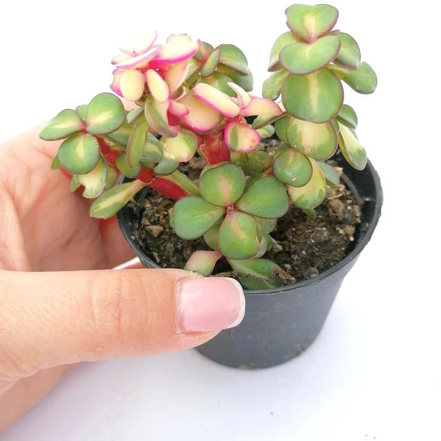 金枝御叶金枝御叶txt书包