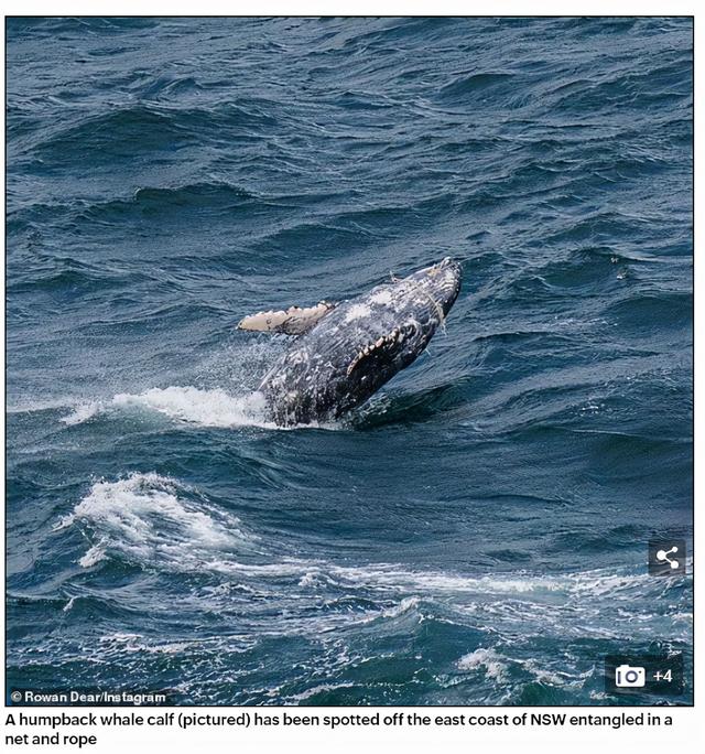 凶多吉少？一头鲸鱼在澳大利亚外海被渔网缠住嘴，没等到救援就失去音讯