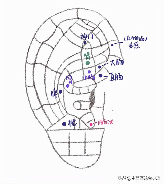 「中医耳穴」耳穴治疗腹泻，这几个穴位记准了