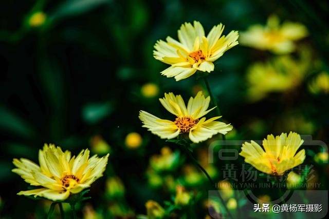 发现金鸡菊绚烂怒放的美 淡雅迷人 金黄多姿的菊科花卉很漂亮 太阳信息网