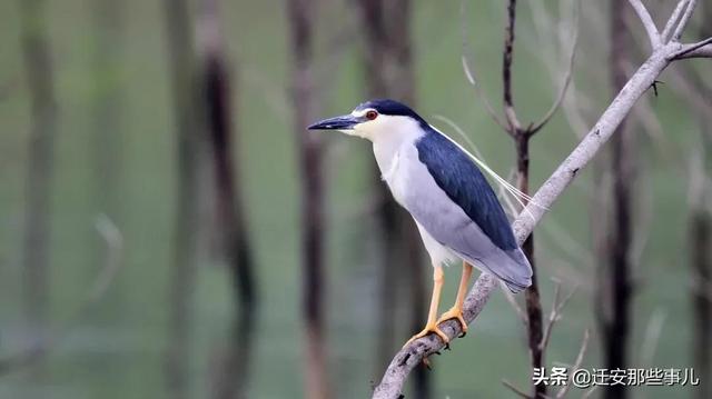 遷安警方成功救助一隻國家二級保護動物 夜鷺 Kks資訊網