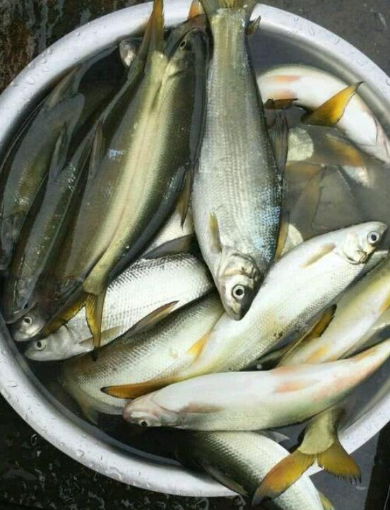 这5种鱼尽量少吃，或含脏东西，不妨来看一下