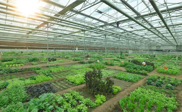 品种推介会蓬勃发展的现代农业谱写都市里的田园牧歌生机勃勃欲焕发