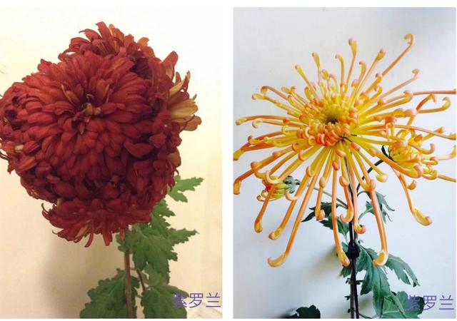 優雅別致的菊花 中國熱點