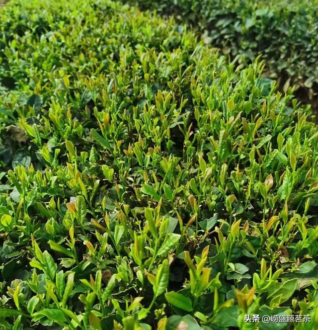 怎样喝崂山绿茶不会刺激胃？