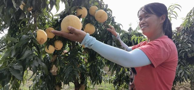 驻马店市驿城区蚁蜂镇：瓜果飘香 产业兴旺