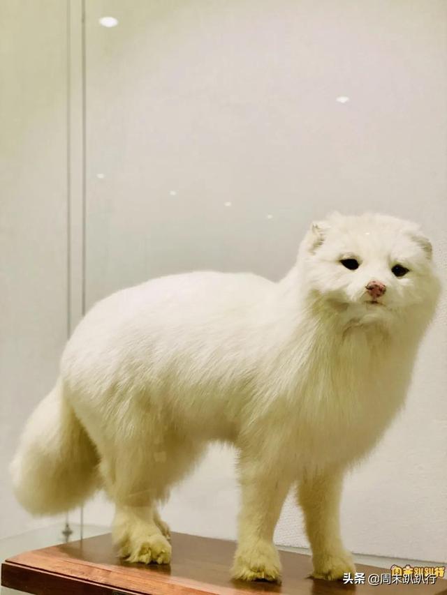 亲子打卡！科学探索，细菌好有趣啊，参观1000+件标本