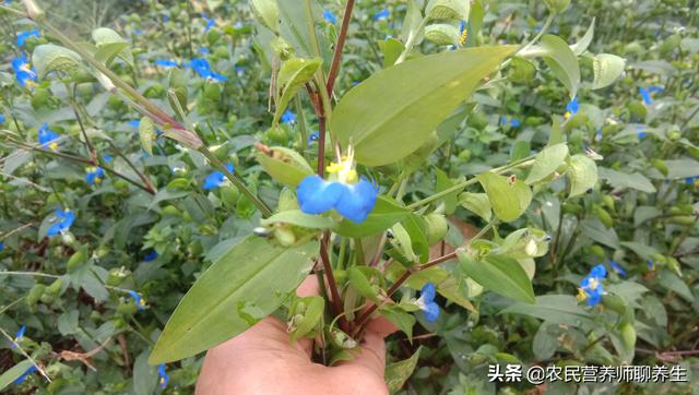 鸭跖草不是饭包草！煮水代茶喝，解决了不少人的烦恼