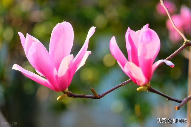 玉兰花的样子简写,玉兰花的样子描写_大山谷图库