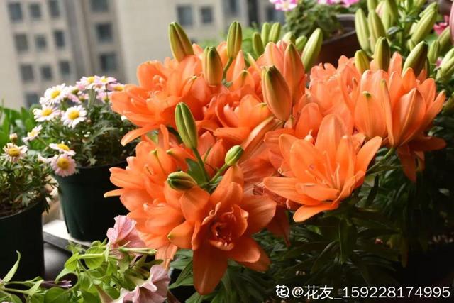 夏天开什么花有哪些（30种夏天开的花）