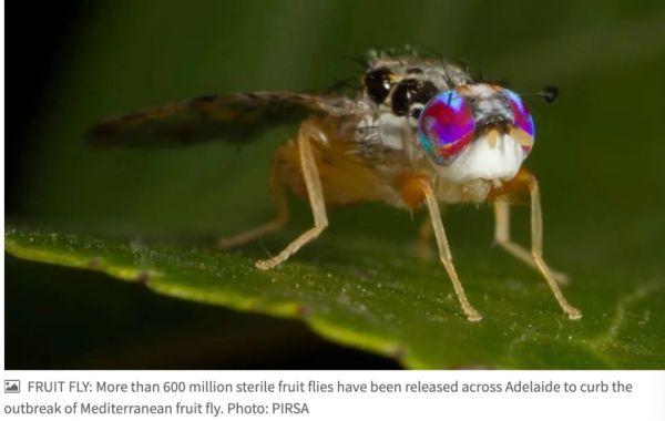 惊呆！澳洲打算投放两千万只果蝇！竟然是为这个事儿