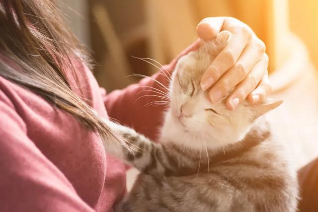 猫身上的花纹究竟是怎么来的 遗传学家找到了答案 今日热点