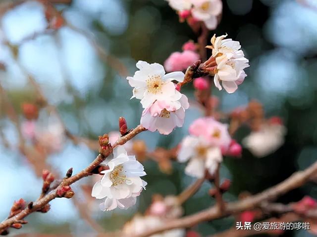 秋天去日本赏樱 这不是在开玩笑 全网搜