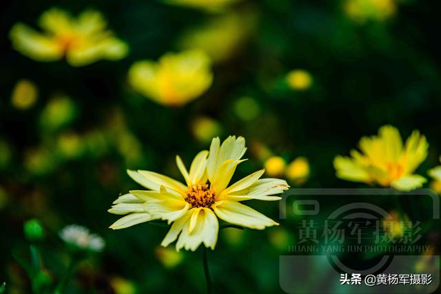 发现金鸡菊绚烂怒放的美 淡雅迷人 金黄多姿的菊科花卉很漂亮 太阳信息网